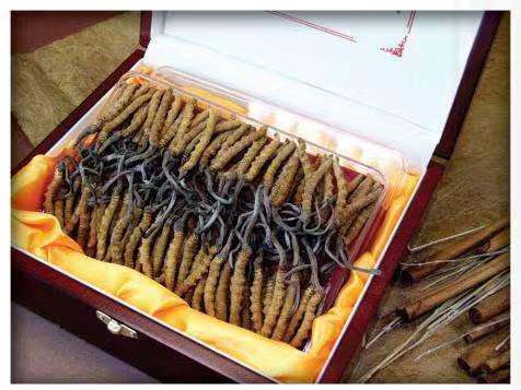 乳山冬虫夏草回收?